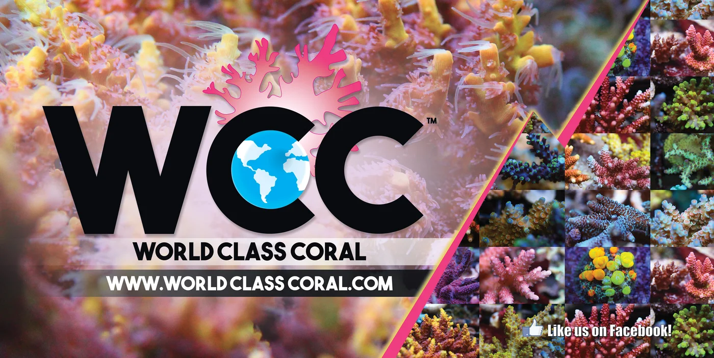 World Class Corals brand banner