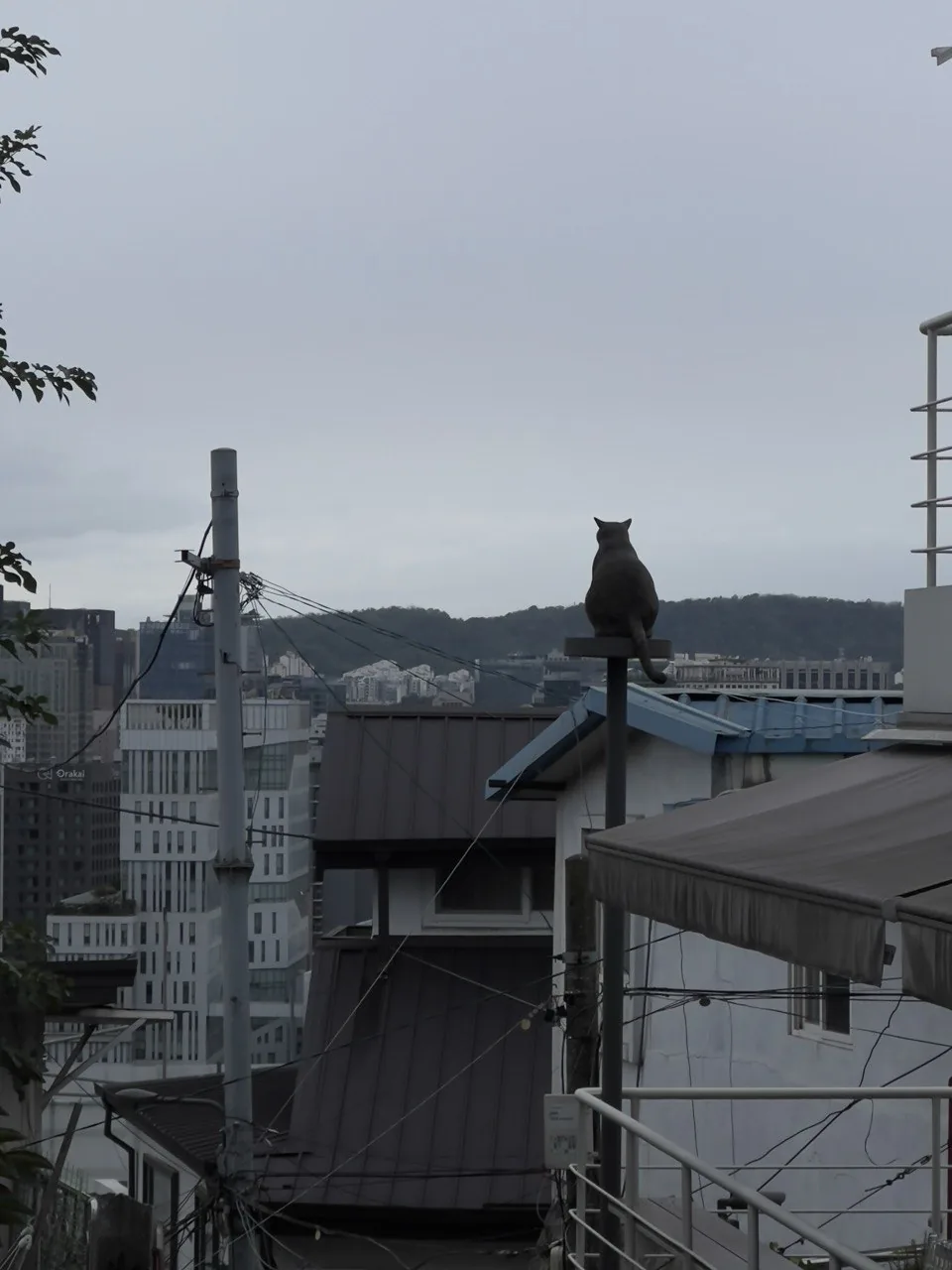 A cat perched on a pole overlooking the Seoul cityscape during Korea Blockchain Week